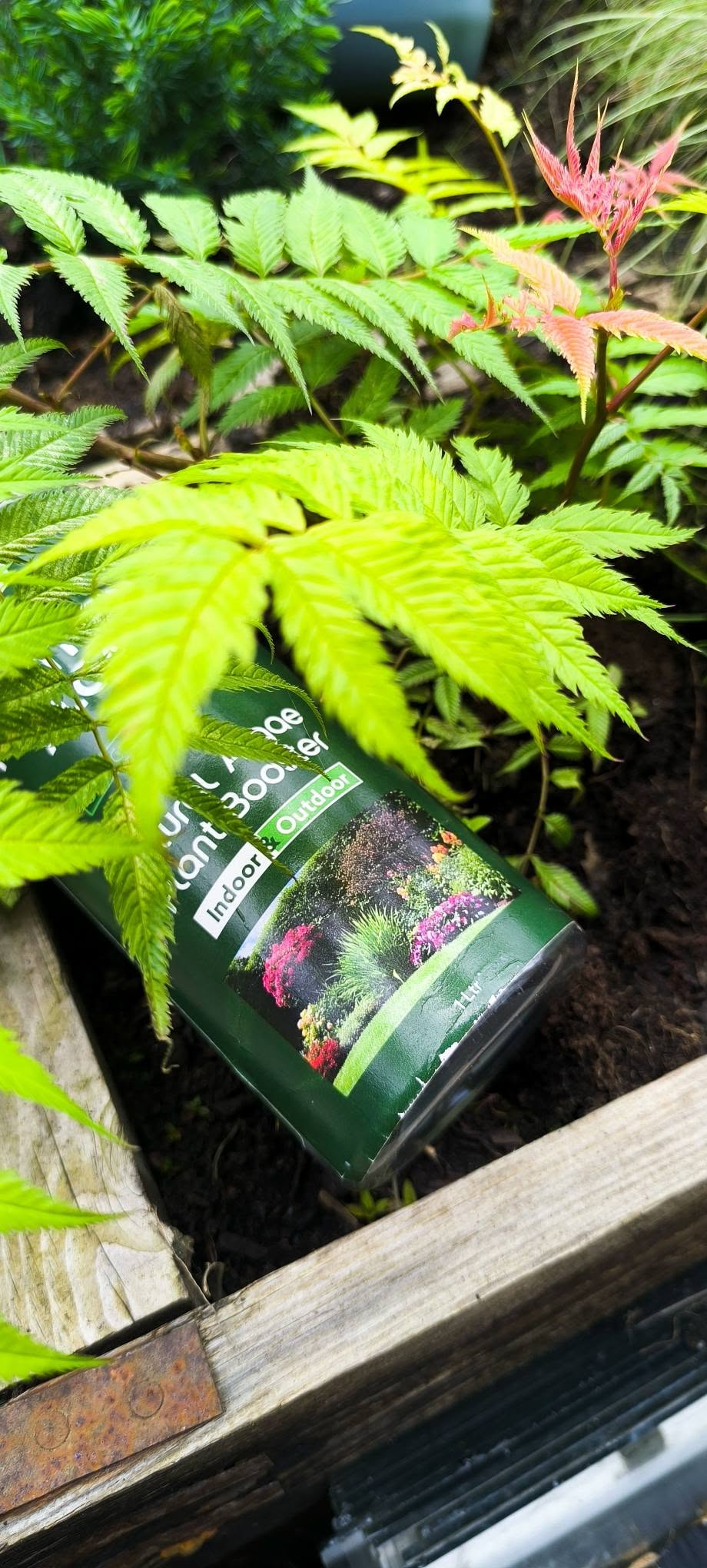 Northern Algae 5 litre Natural Algae Plant Booster with thriving tomato plants