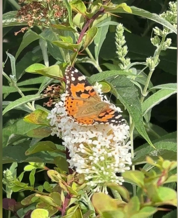 Painted Lady butterfly on white Buddleia flower spike