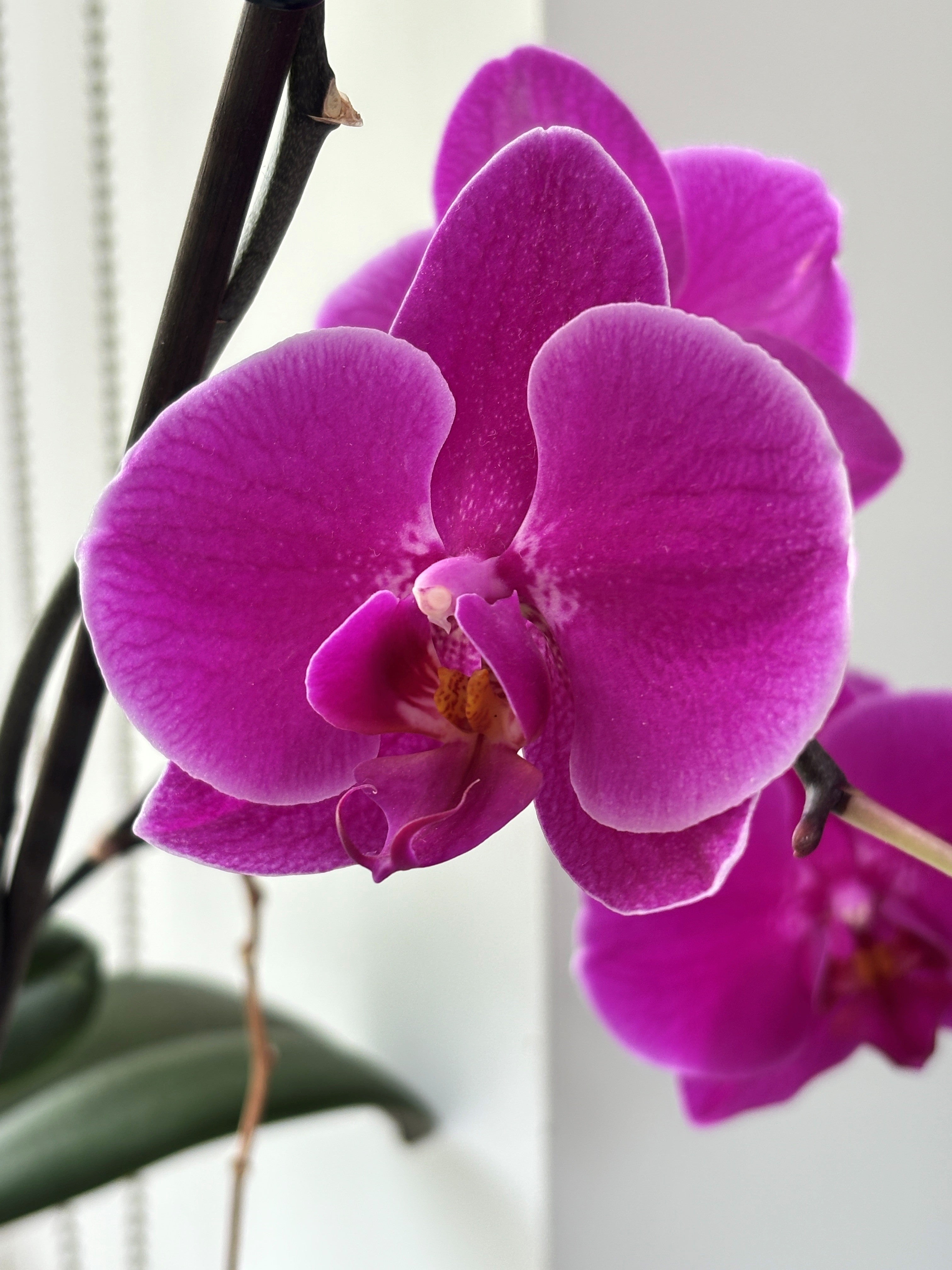 How to Keep Your Houseplants Alive in a UK Heatwave