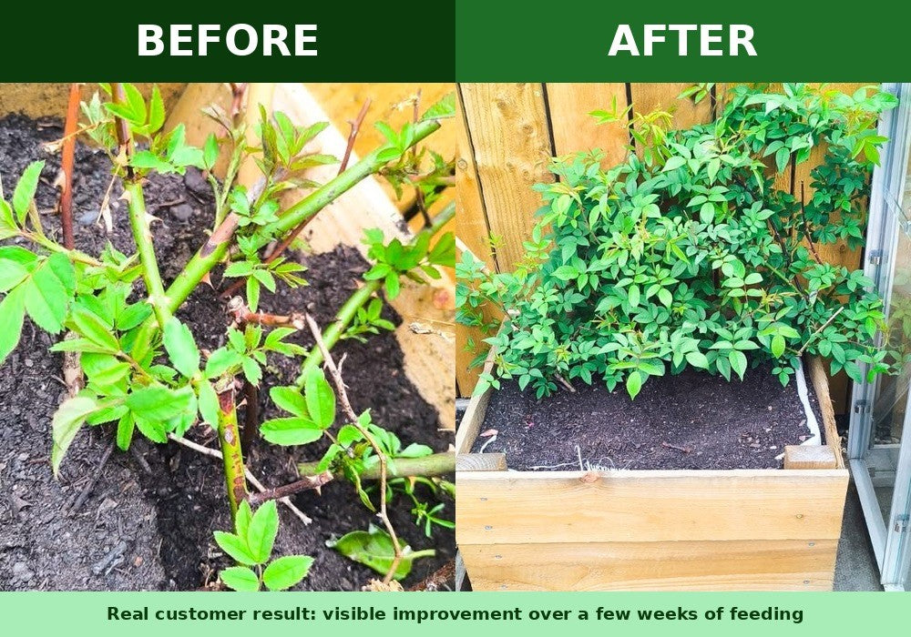 Before and after photos of a customer's rose bush revived with Northern Algae plant food
