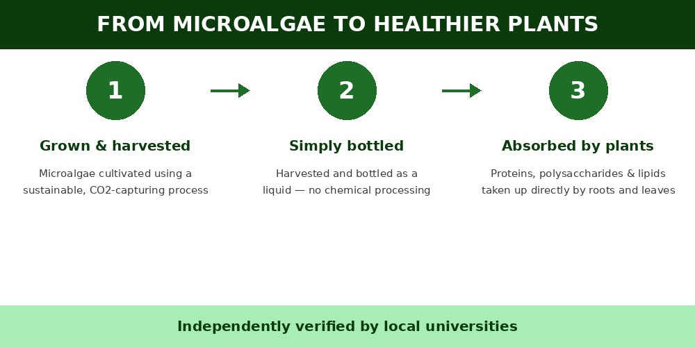 Three-step diagram showing microalgae grown and harvested, simply bottled, then absorbed by plants